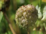 Trifolium fragiferum. Соплодие. Беларусь, Витебская обл., пос. Езерище, ивняк из Salix cinerea, сырая лужайка у обочины дороги. 28.07.2023.