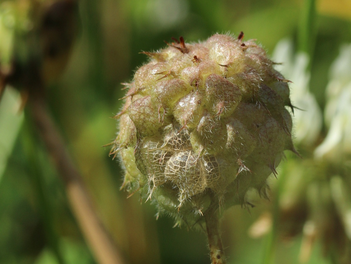 Image of Trifolium fragiferum specimen.