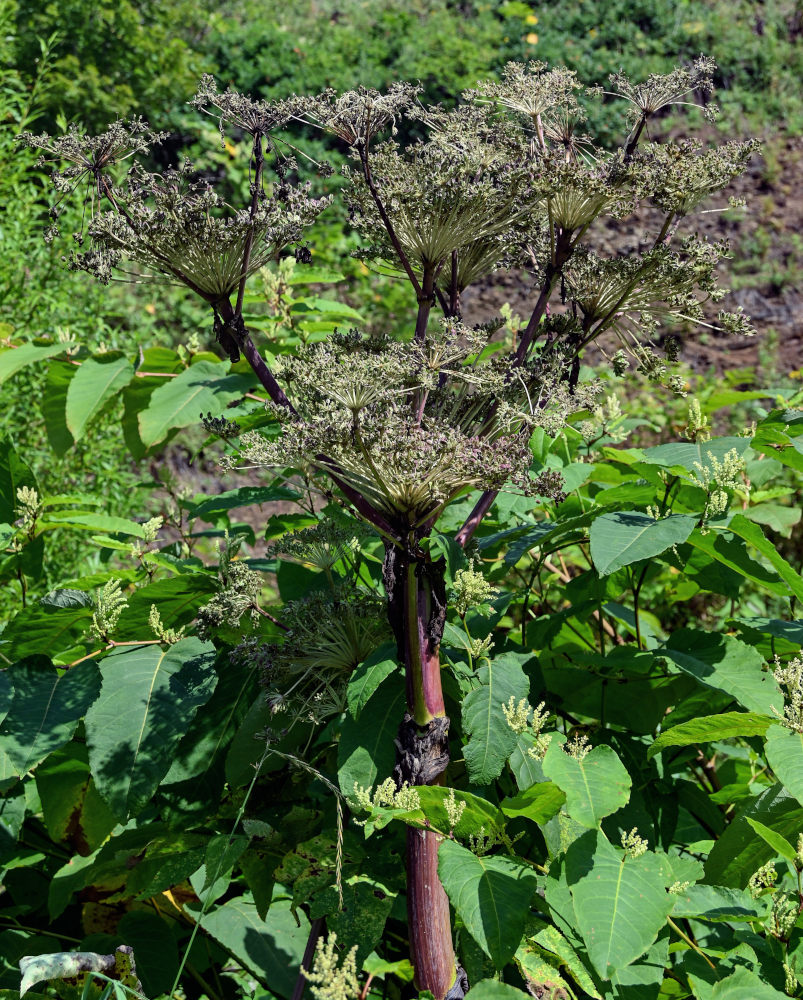 Image of Angelica ursina specimen.