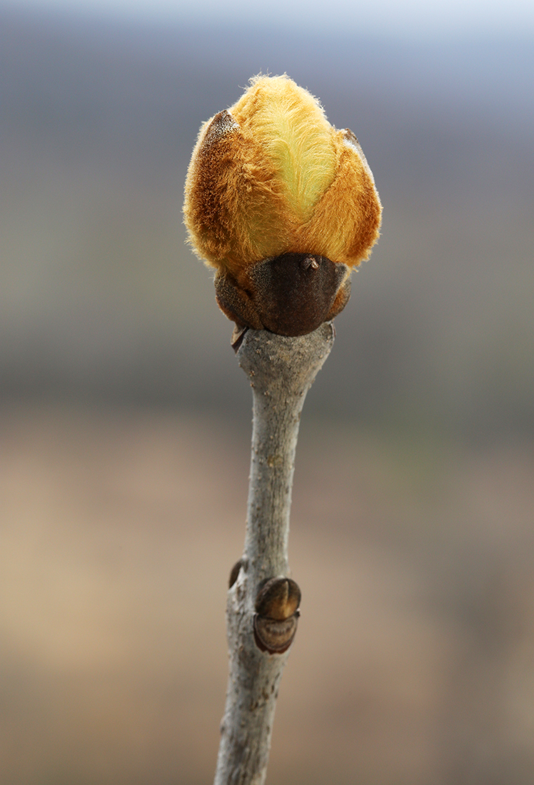Image of Fraxinus rhynchophylla specimen.