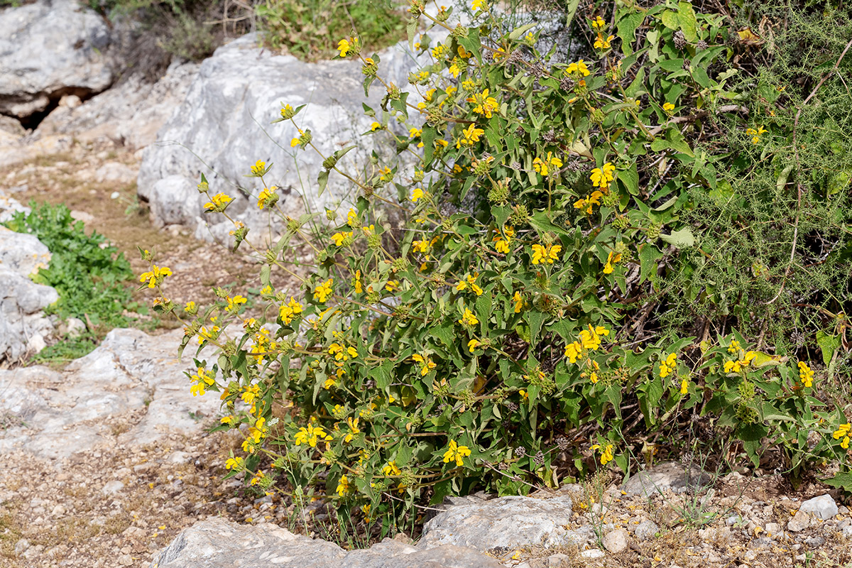 Изображение особи Phlomis viscosa.