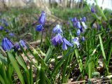 Scilla siberica