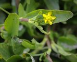 Ranunculus ophioglossifolius. Верхушка цветущего побега. Абхазия, Гагрский р-н, с. Лдзаа, сырой луг. 13.04.2024.