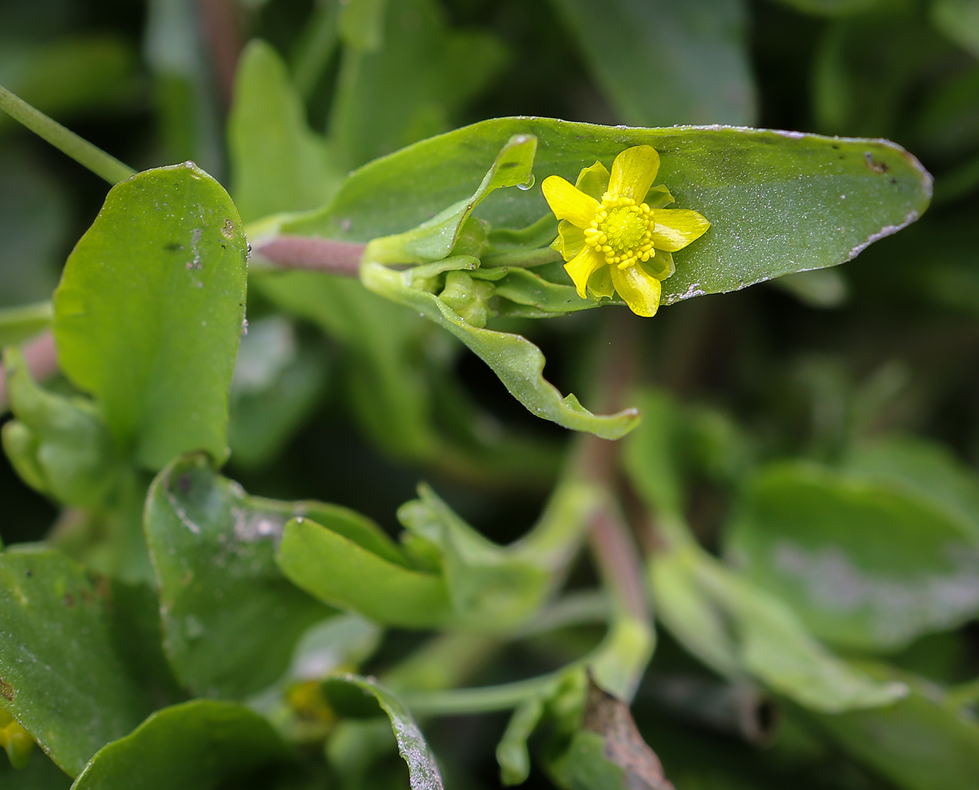 Image of Ranunculus ophioglossifolius specimen.