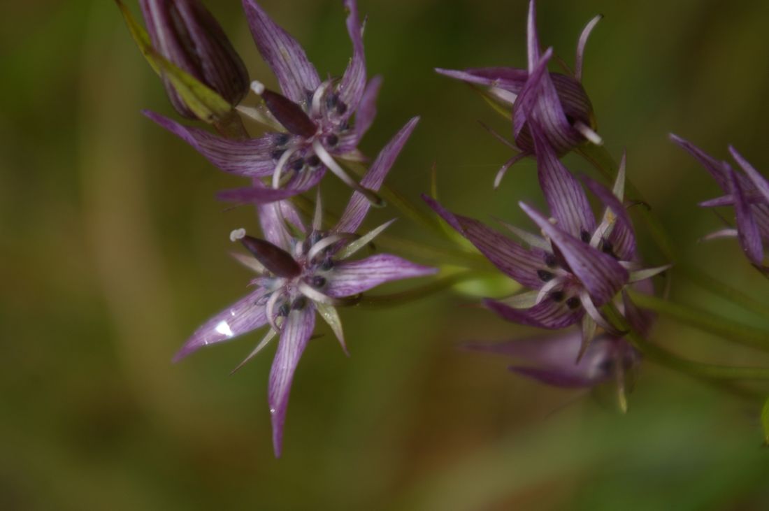 Image of Swertia perennis specimen.