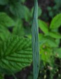 Bromopsis inermis