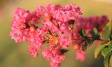 Lagerstroemia indica