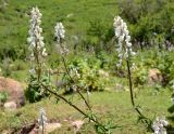 Aconitum leucostomum