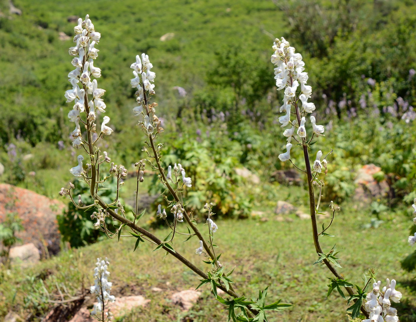 Image of Aconitum leucostomum specimen.