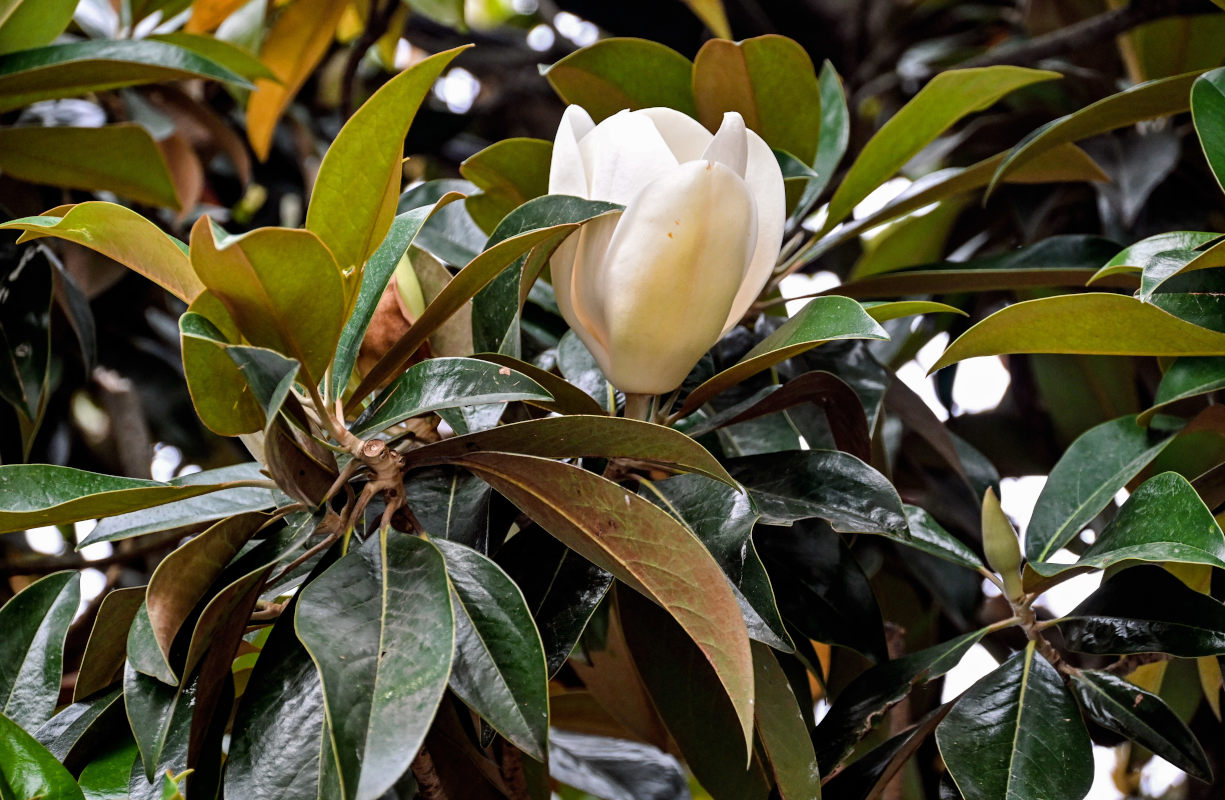 Изображение особи Magnolia grandiflora.
