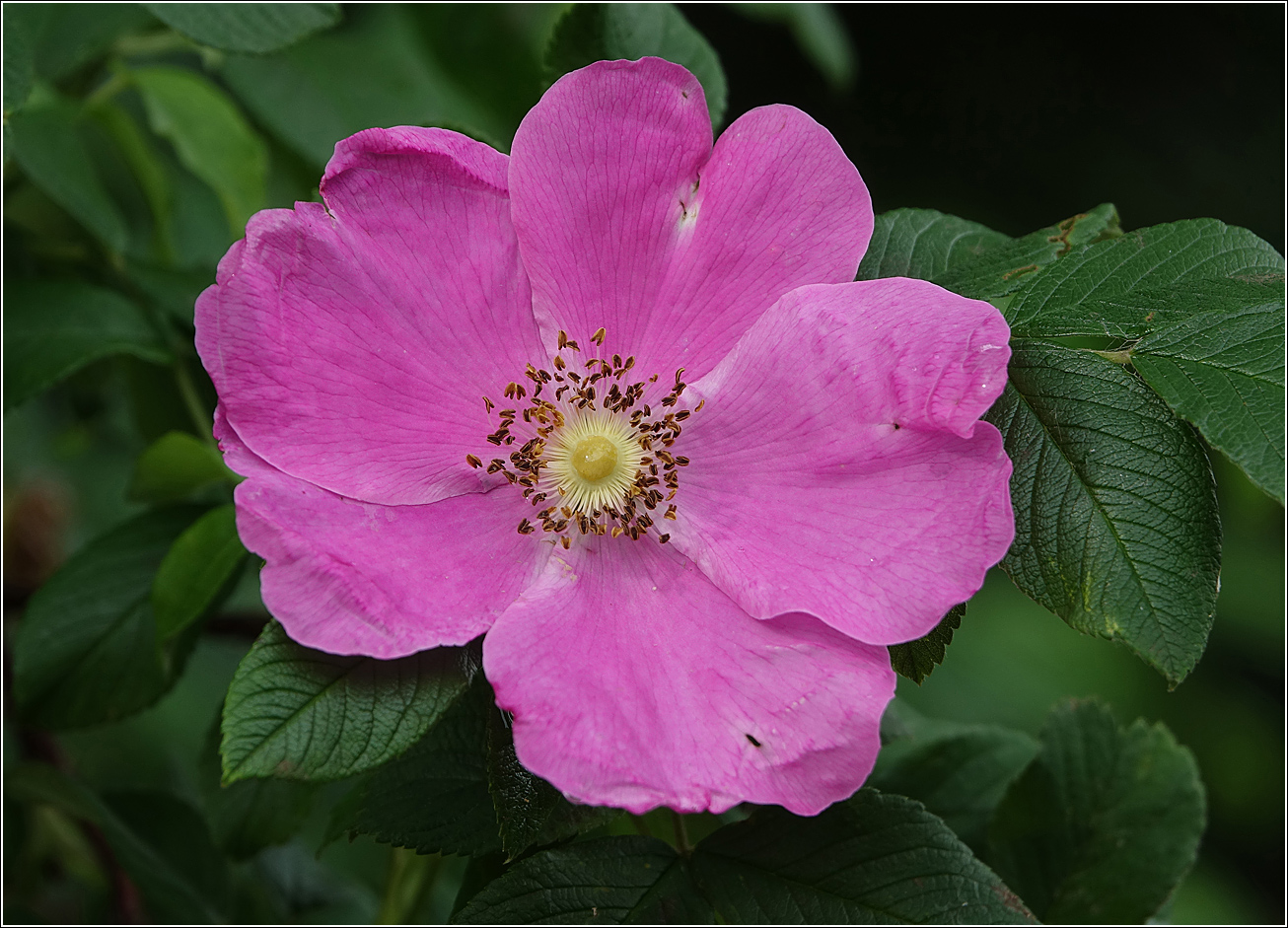 Image of Rosa rugosa specimen.