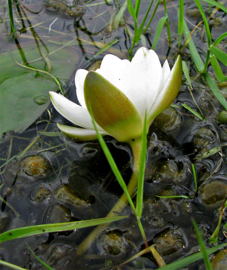 Image of Nymphaea × borealis specimen.