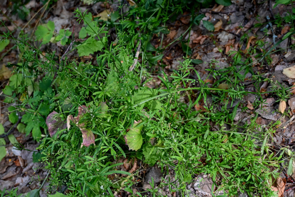 Изображение особи Galium aparine.