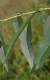 genus Salix. Лист (вид на абаксиальную поверхность). Липецкая обл., Данковский р-н, окр. ур. Стрешнево, берег реки. 1 августа 2024 г.