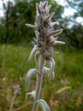 Stachys cretica