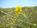 Medicago falcata. Часть побега с соцветием. Украина, Херсонская обл., Арабатская стрелка, ур. Валок. 06.06.2009.