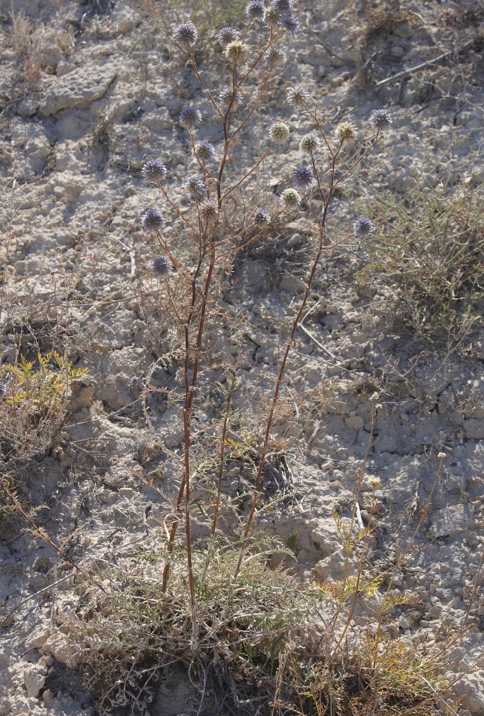 Изображение особи Echinops meyeri.