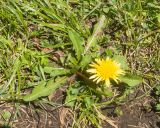 Taraxacum stenocephalum