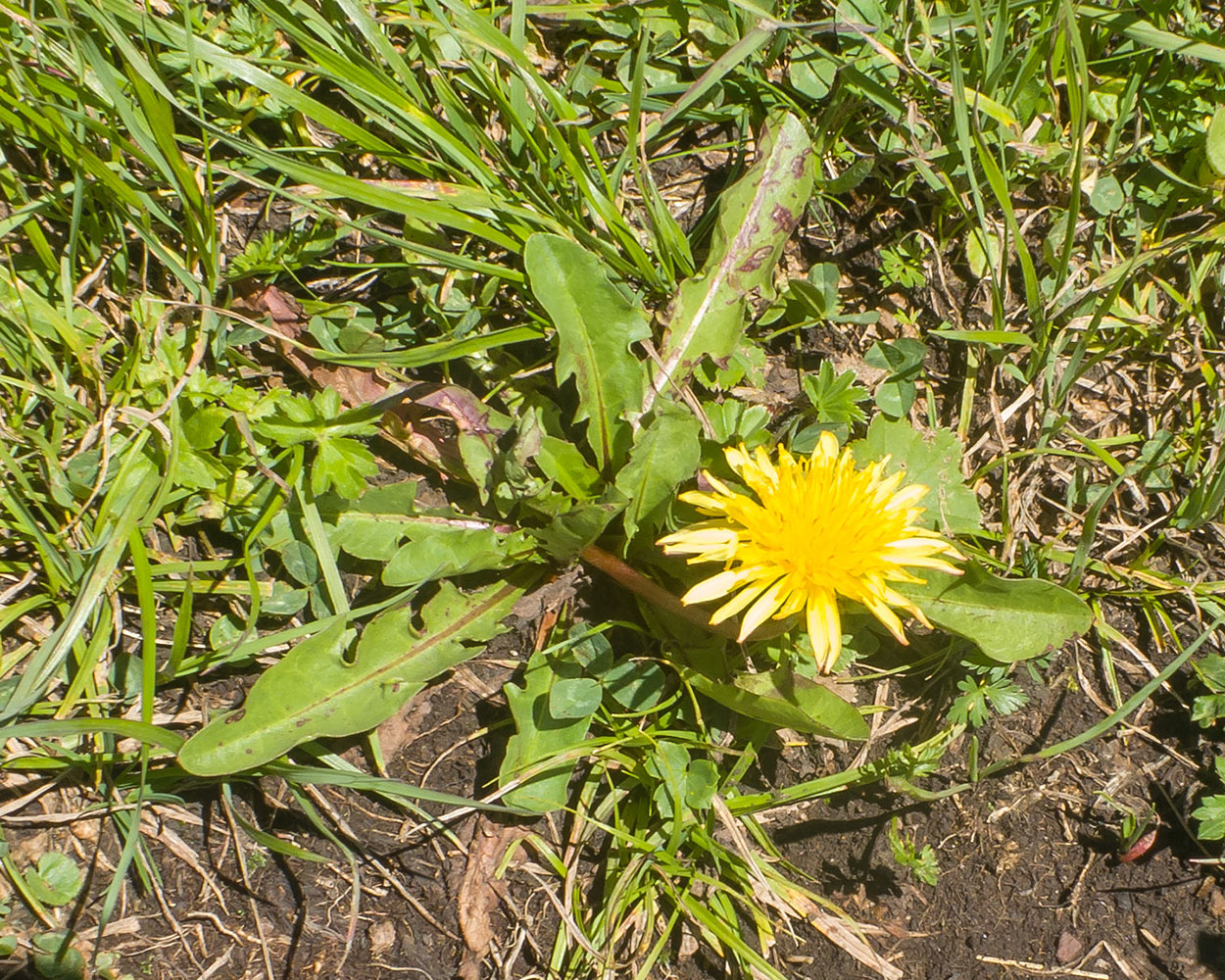 Изображение особи Taraxacum stenocephalum.