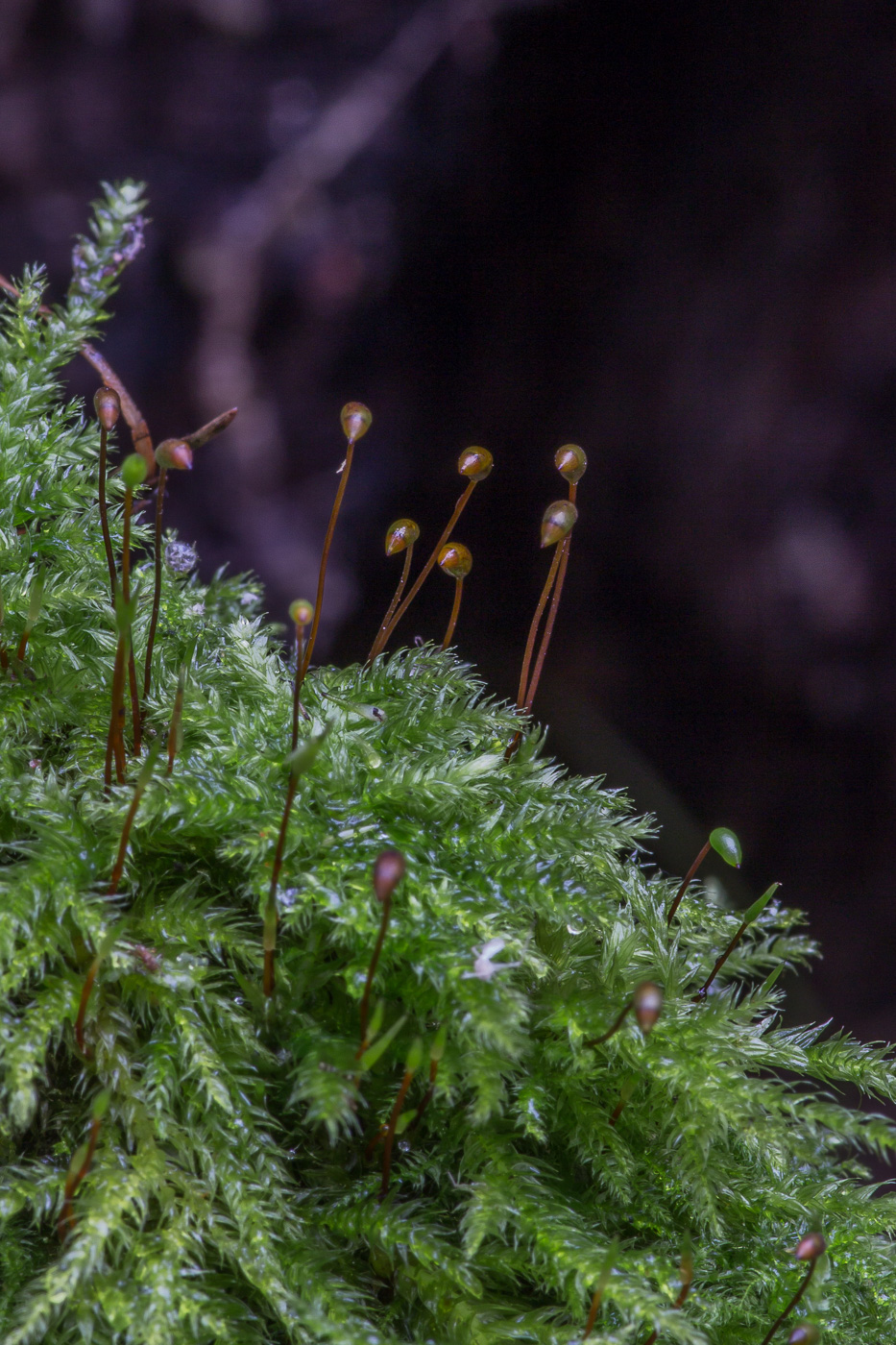 Image of familia Brachytheciaceae specimen.