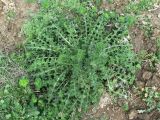 Onopordum acanthium