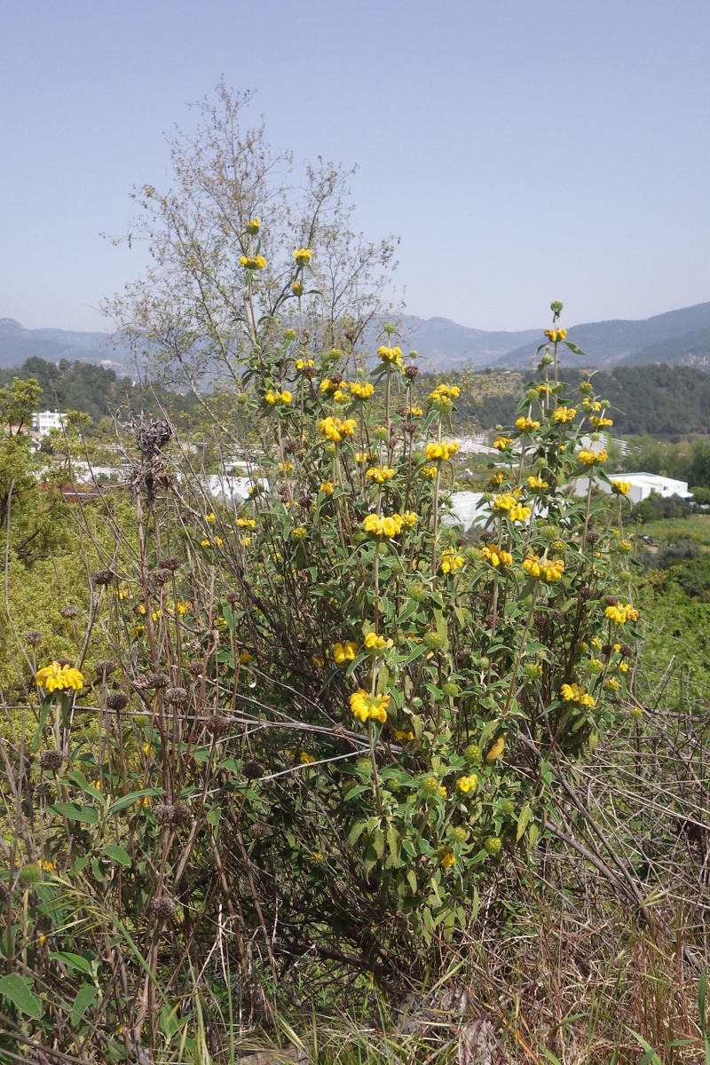 Изображение особи род Phlomis.