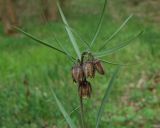 View full-size image Fritillaria montana