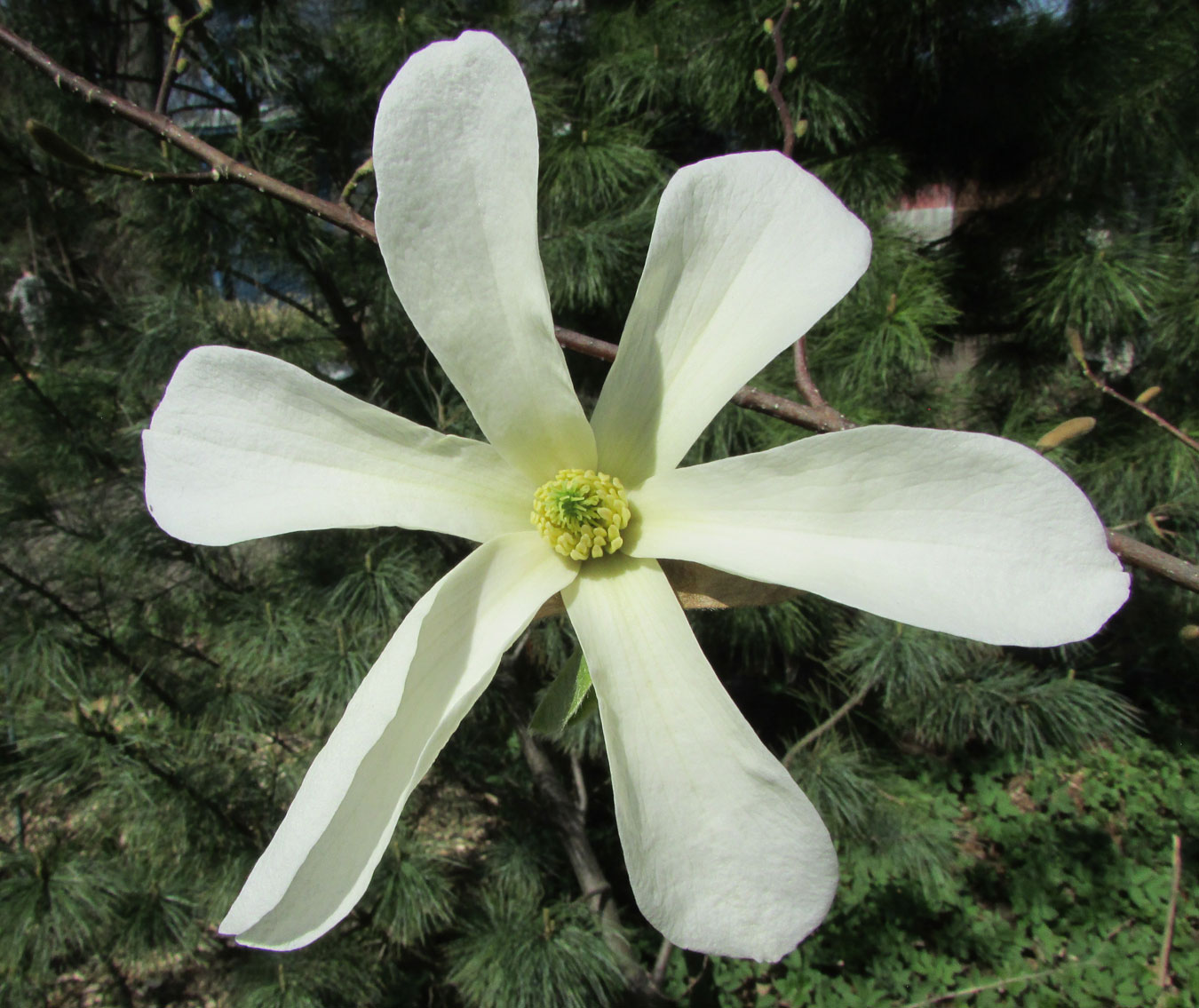 Image of Magnolia × loebneri specimen.