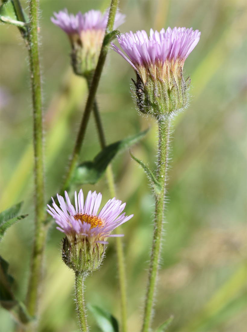Image of Erigeron pseudoseravschanicus specimen.