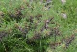 genus Astragalus