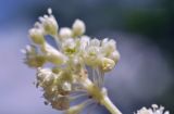 genus Rheum