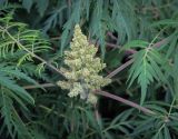 Rhus typhina form laciniata. Соцветие. Ростовская обл., г. Донецк, озеленение, в культуре. 14.06.2025.