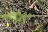 род Verbascum. Лист. Крым, Ленинский р-н, окр. г. Щелкино, Татарская бухта, псаммофитная степь на опушке сосновых насаждений. 6 июля 2025 г.