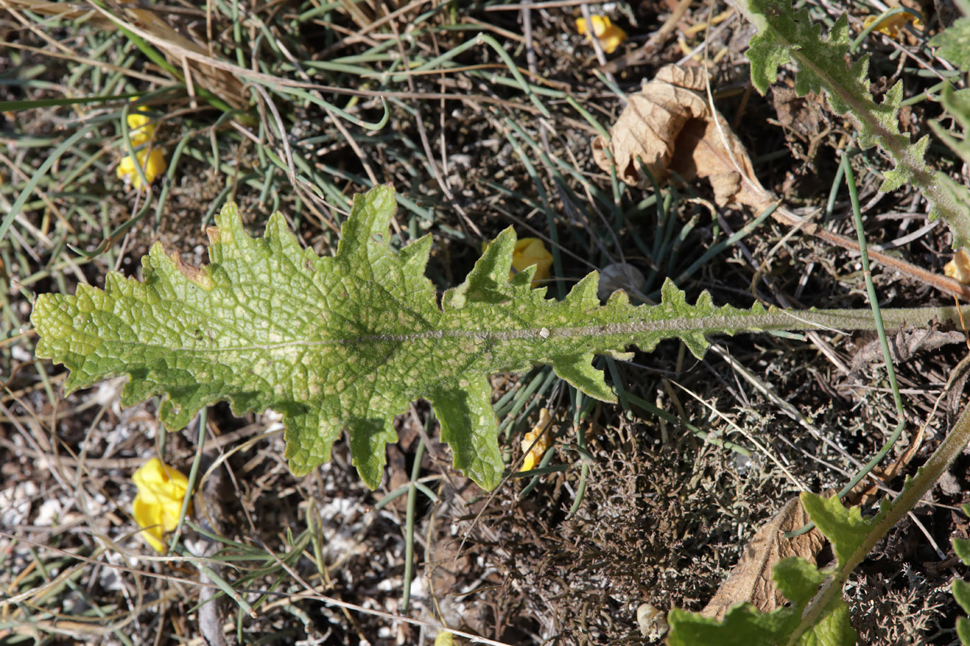 Image of genus Verbascum specimen.