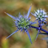 Eryngium caeruleum. Соцветие. Республика Абхазия, окр. г. Сухум, р. Гумиста. 26.08.2009.