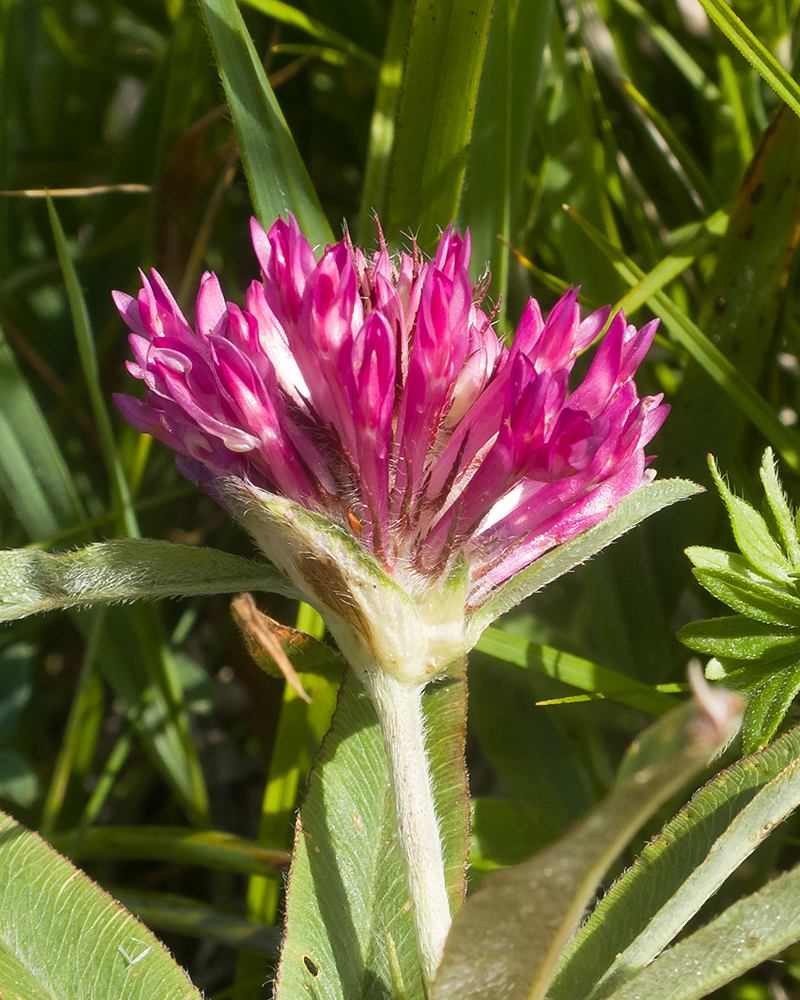Изображение особи Trifolium alpestre.