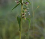 Epipactis helleborine