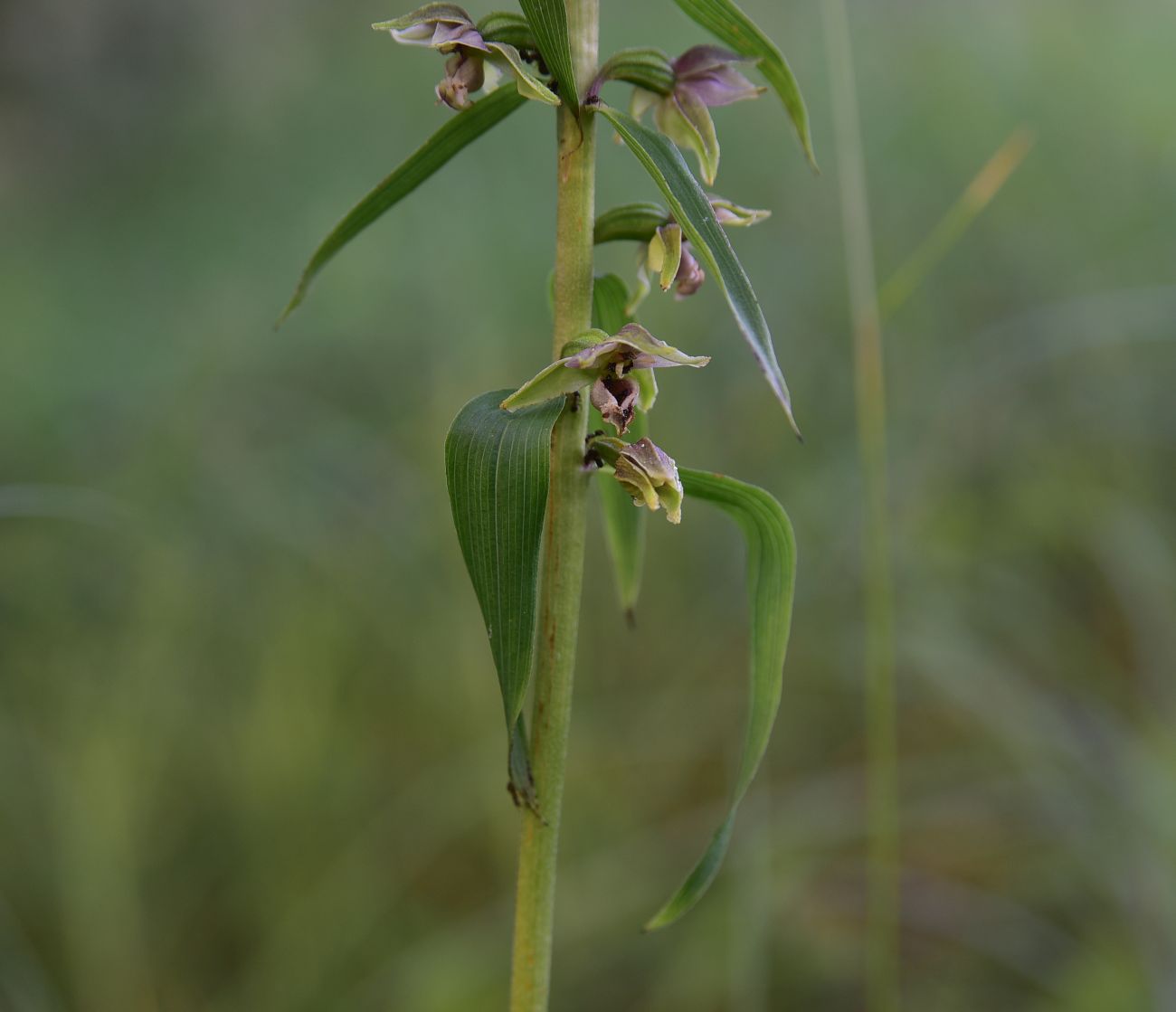 Image of Epipactis helleborine specimen.