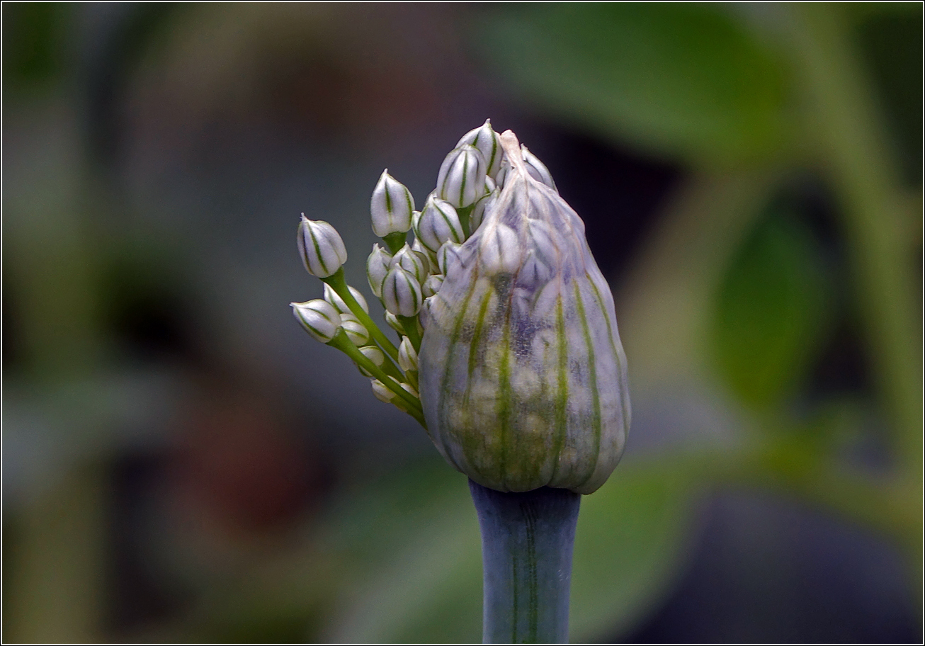 Image of Allium cepa specimen.