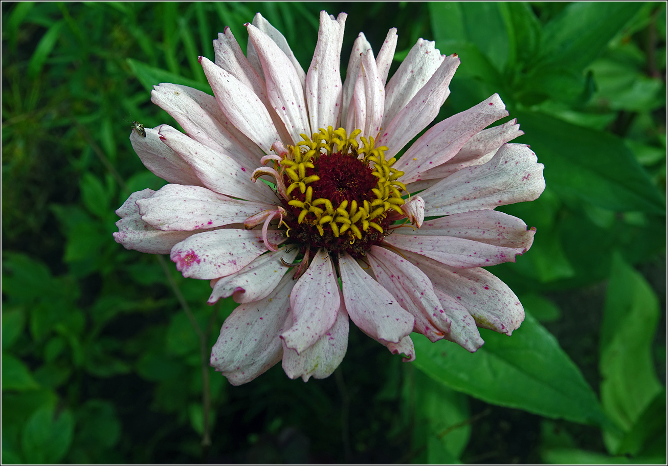 Image of Zinnia elegans specimen.