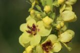 Verbascum nigrum. Цветок и бутоны. Псковская обл., Псковский р-н, окр. погоста Выбуты, бровка обрыва к берегу р. Великая, сухой луг. 02.08.2025.