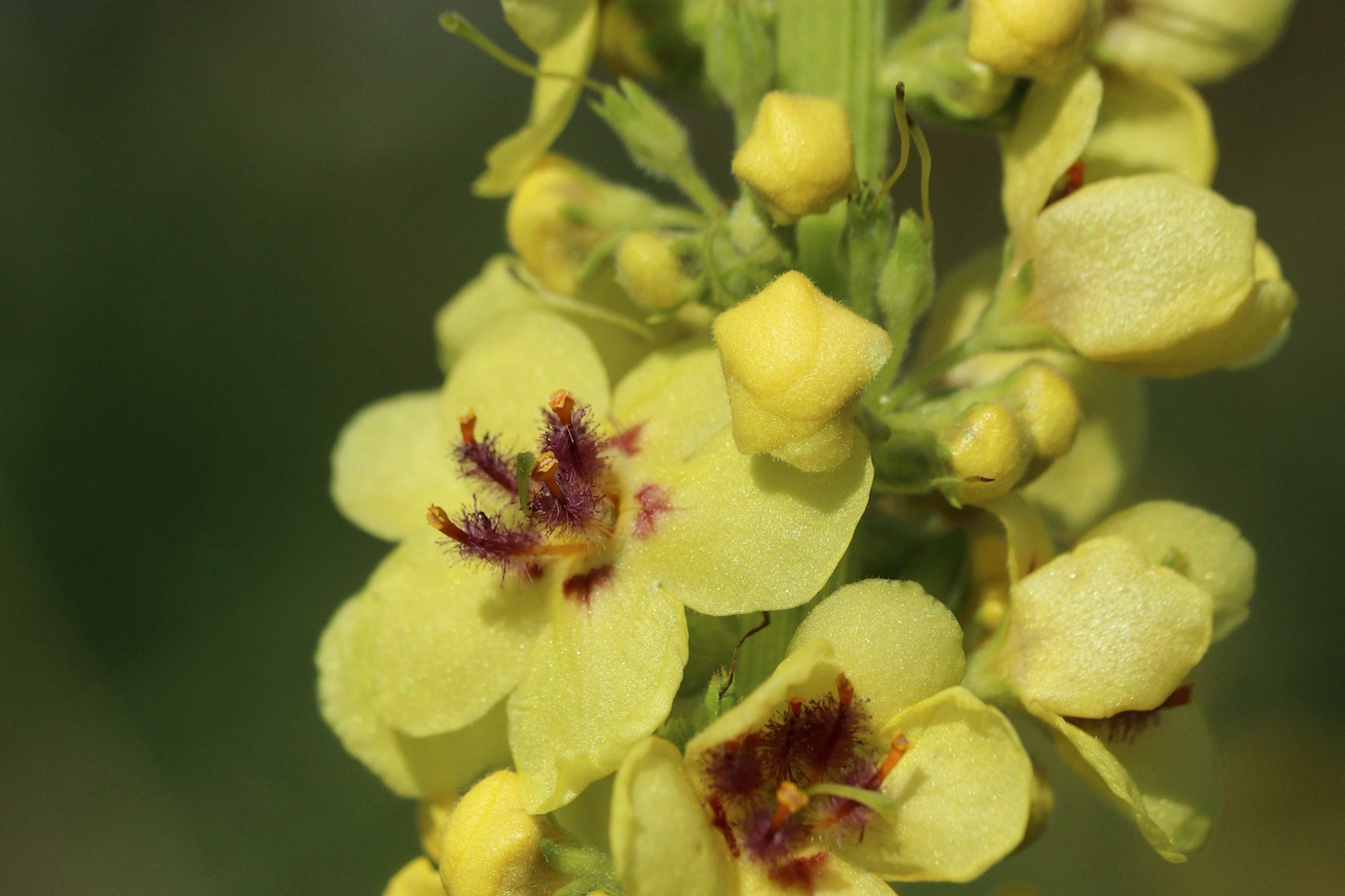 Image of Verbascum nigrum specimen.