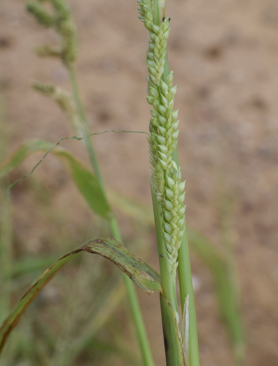 Image of Echinochloa colonum specimen.