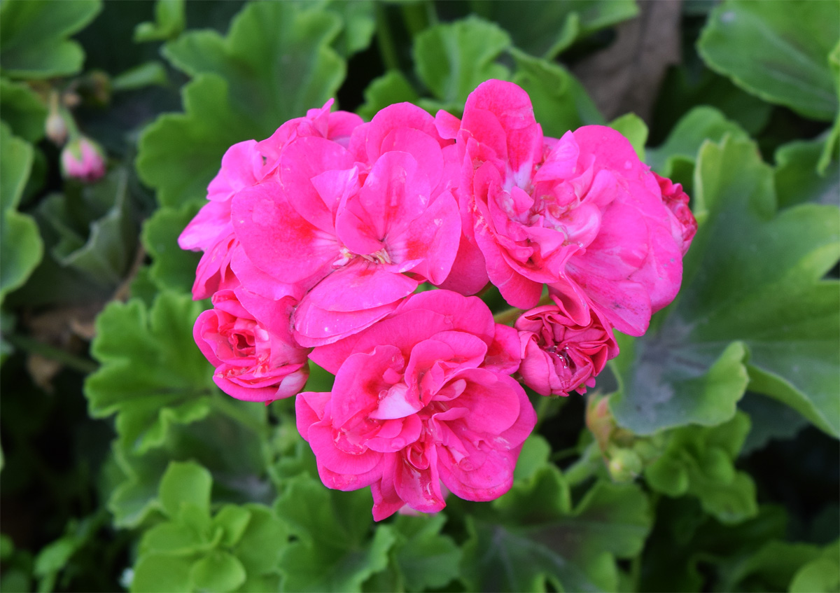 Изображение особи Pelargonium hortorum.