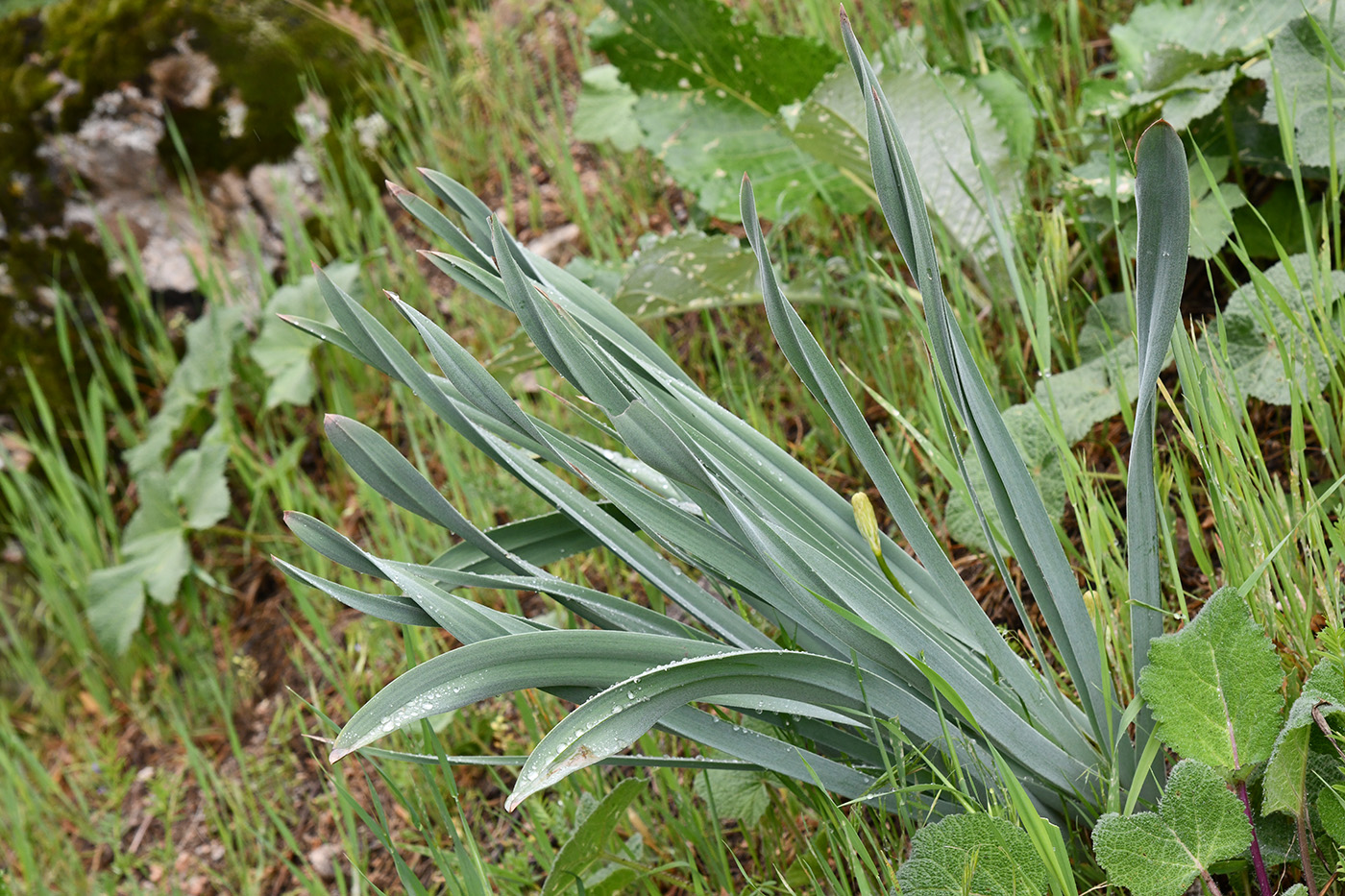 Изображение особи род Eremurus.