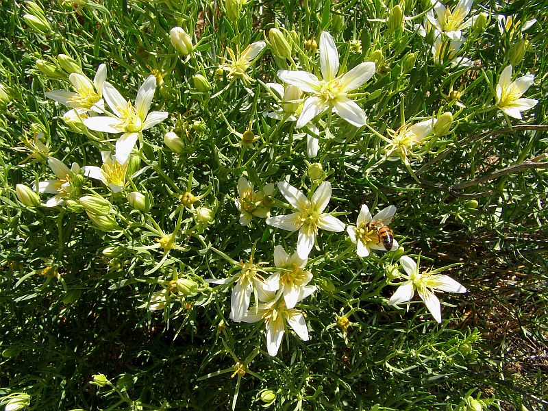Image of Peganum harmala specimen.