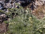 Artemisia caucasica. Побеги. Крым, окр. г. Судак, ур. Алчак-Кая, каменистый слабо задернованный ю.-в. склон. 17.04.2025.
