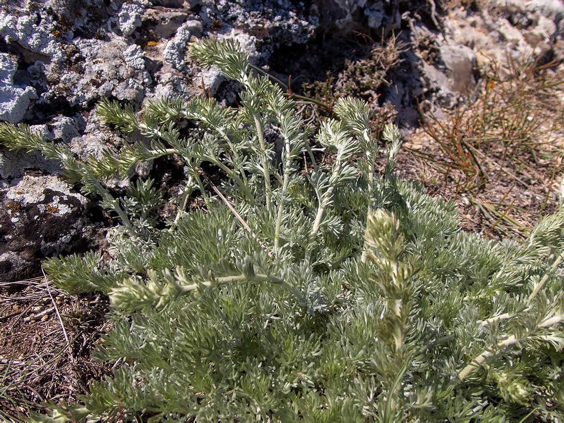 Image of Artemisia caucasica specimen.
