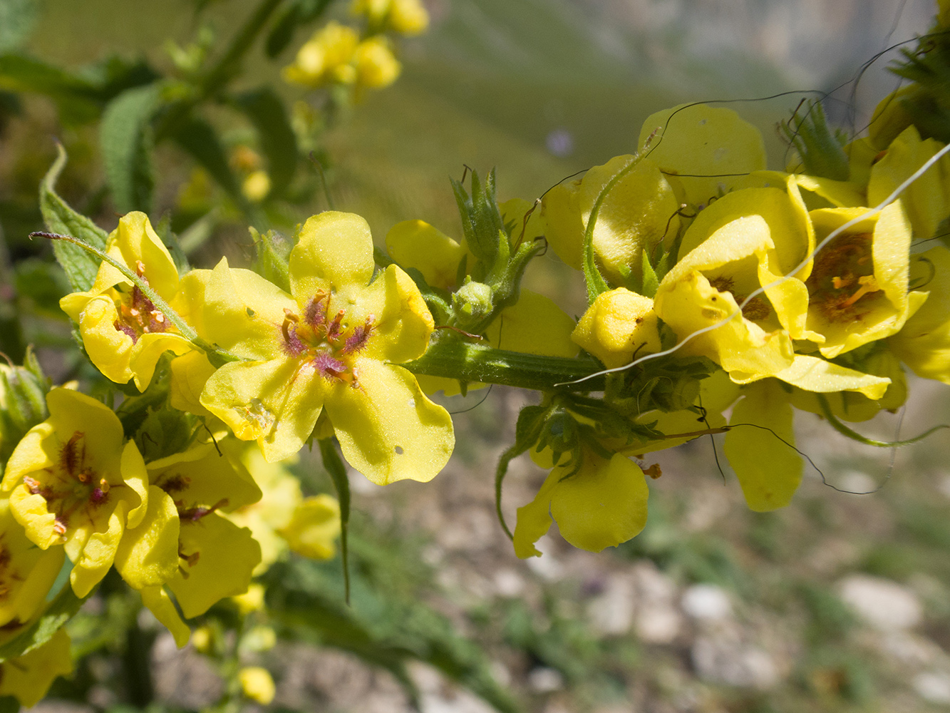 Image of Verbascum laxum specimen.