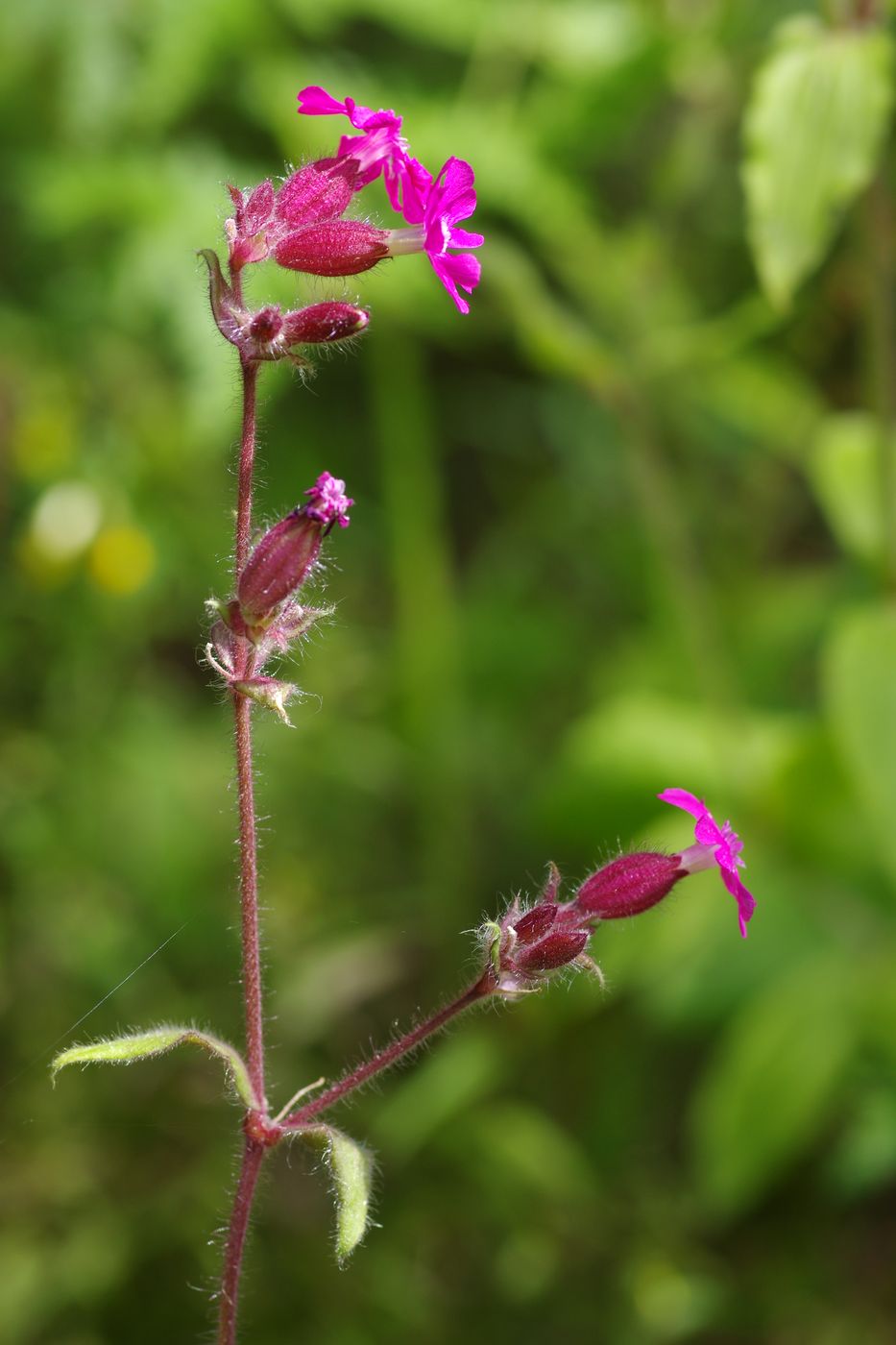 Image of Melandrium dioicum specimen.